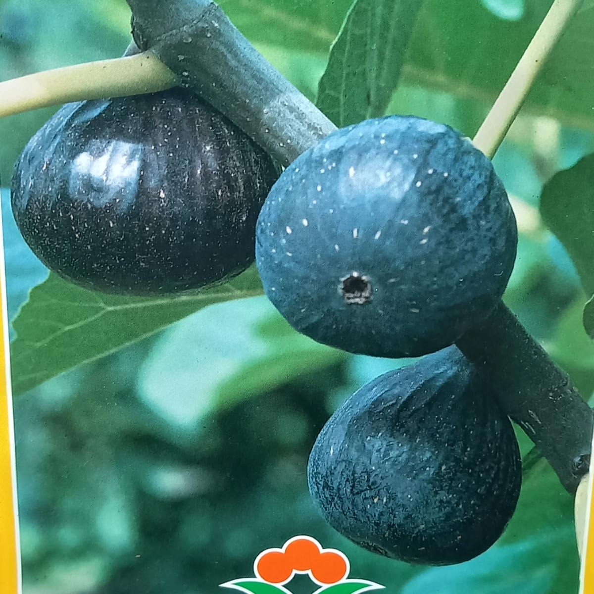 Nádobové květiny - Fíkovník smokvoň Brogiotto Nero kmínek 1/2, květináč 9 litrů