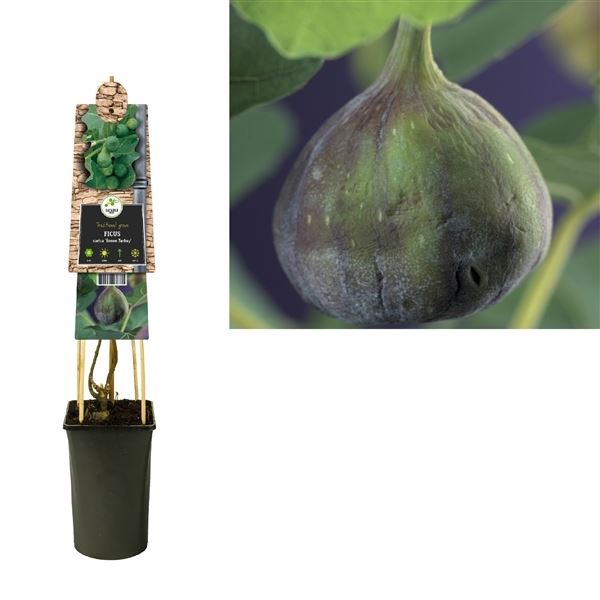 Nádobové květiny - Fíkovník smokvoň 'Brown Turkey' 2,25 litru