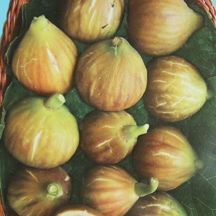 Fíkovník smokvoň Brown Turkey kmínek 1/2, květináč 6 litrů-0