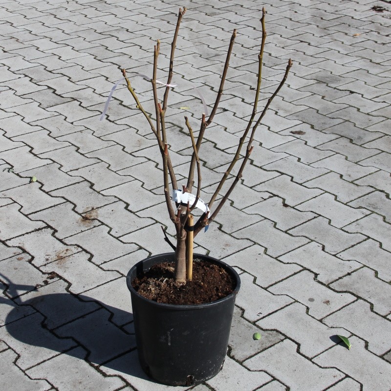 Fíkovník smokvoň Brown Turkey květináč 10 litrů, keř-0