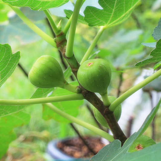 Ostatní drobné ovoce - Fíkovník smokvoň 'Brown Turkey' květináč 2 litry, keř