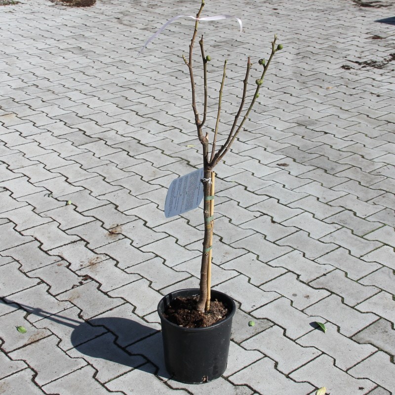 Fíkovník smokvoň 'Brown Turkey' květináč 5 litrů, mini kmínek, stromek-0