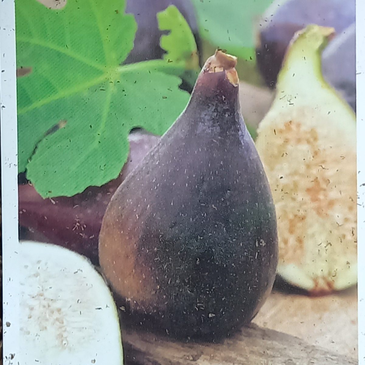 Nádobové květiny - Fíkovník smokvoň Dalmatie výška 60/80cm, květináč 25 litrů