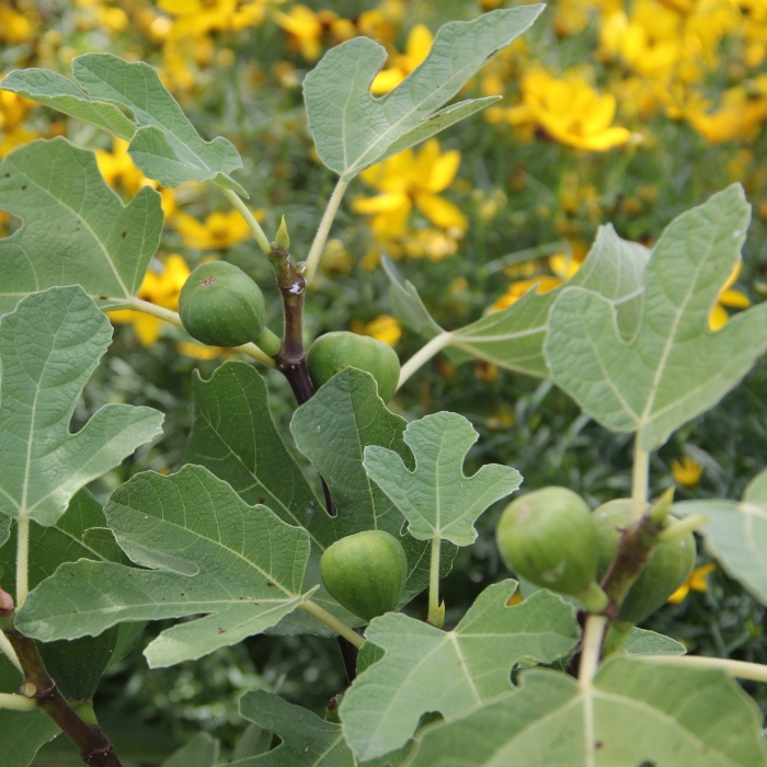 Nádobové květiny - Fíkovník smokvoň 'Firoma'® květináč 5 litrů