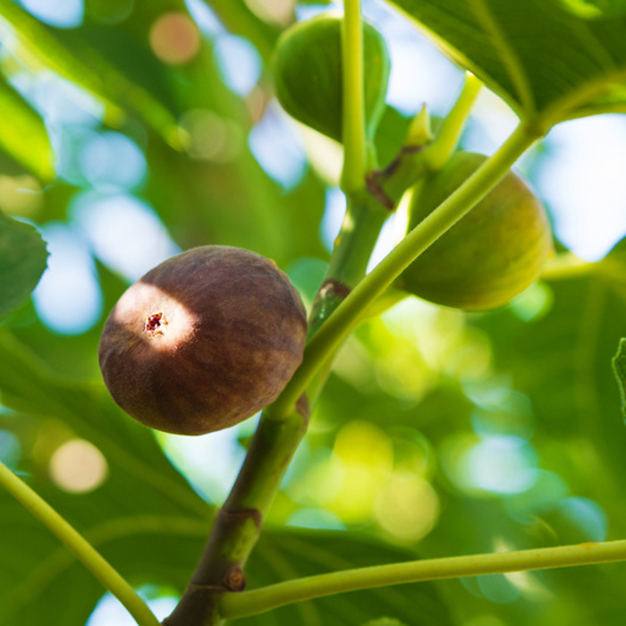 Nádobové květiny - Fíkovník smokvoň Francuesco výška 30/40cm, květináč 2,5 litru