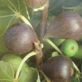 Ovocné stromy a keře - Fíkovník smokvoň květináč 10 litrů, keř