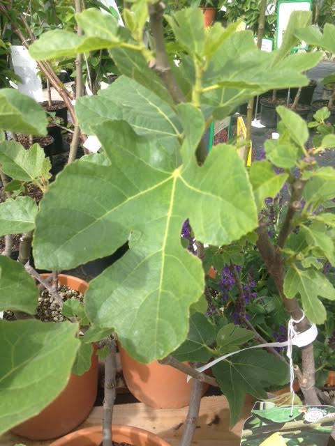 Fíkovník smokvoň květináč 10 litrů, keř-0