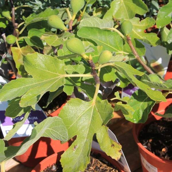 Rostliny - Fíkovník smokvoň květináč 2 litry, keř