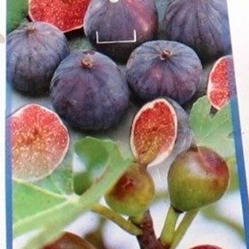 Nádobové květiny - Fíkovník smokvoň 'Little Miss Figgy' výška 60/80cm, květináč 18 litrů