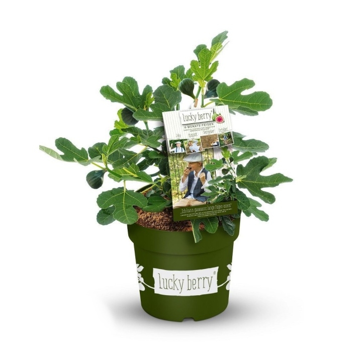 Nádobové květiny - Fíkovník smokvoň Lucky Berry® květináč 4,6 litru