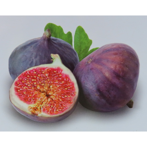 Balkonové ovocné stromky - Fíkovník smokvoň 'Napolitana' květináč 5 litrů, balkonová, keř