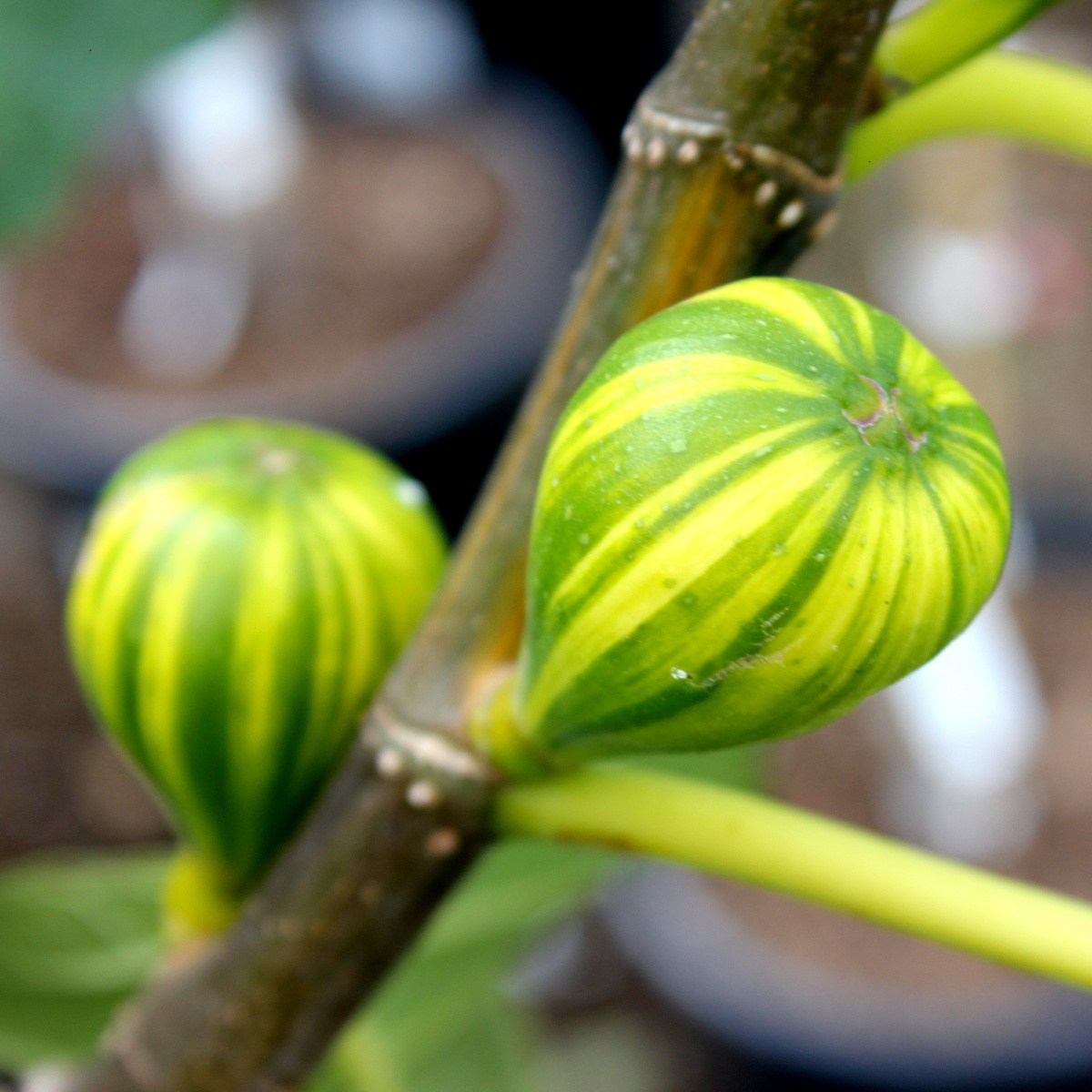 Nádobové květiny - Fíkovník smokvoň Panache výška 80/100cm, květináč 25 litrů
