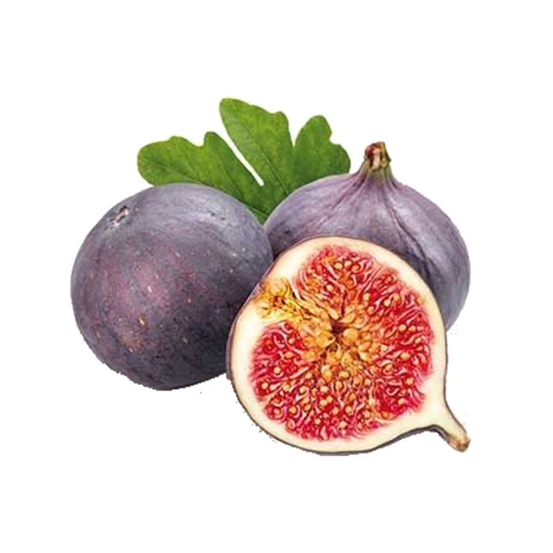 Nádobové květiny - Fíkovník smokvoň 'Rouge de Bordeaux' mini kmínek, květináč 5 litrů