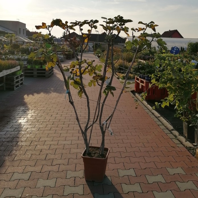 Fíkovník smokvoň 'Violette Dauphine' květináč 12 litrů, na treláži 130x70cm, vavazovaný-0