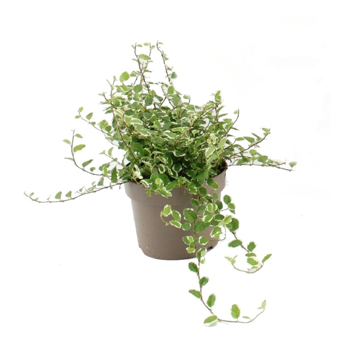 Pokojové rostliny okrasné listem - Fíkovník šplhavý květináč 12cm