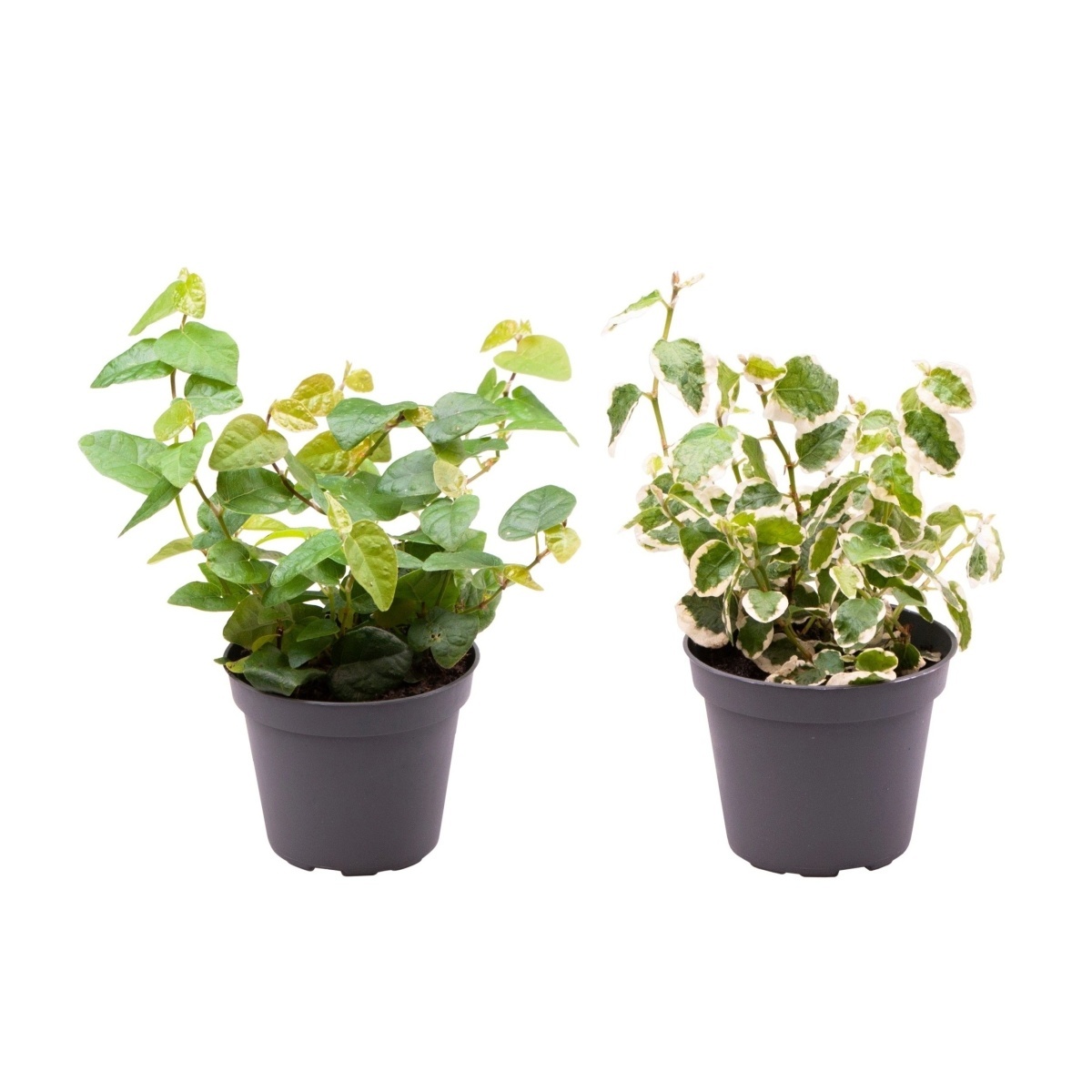 Okrasné pokojové rostliny - Fíkovník šplhavý mix, květináč 6cm