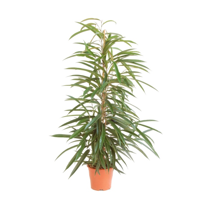 Okrasné pokojové rostliny - Fíkus 'Alii' květináč 17cm