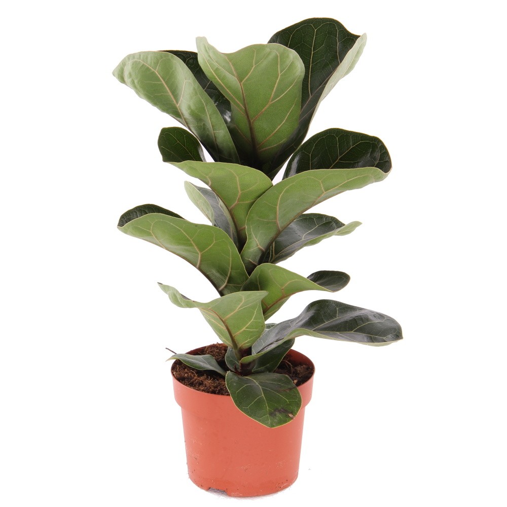 Okrasné pokojové rostliny - Fíkus lyrový Bambino květináč 12cm