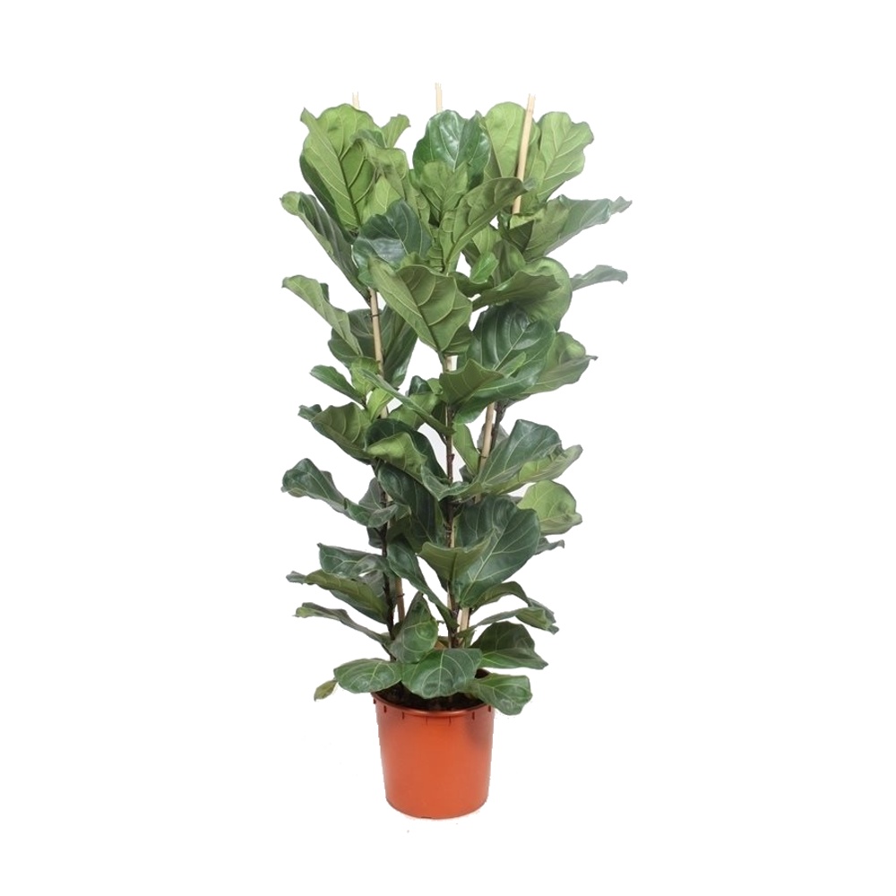 Okrasné pokojové rostliny - Fíkus lyrový květináč 35cm