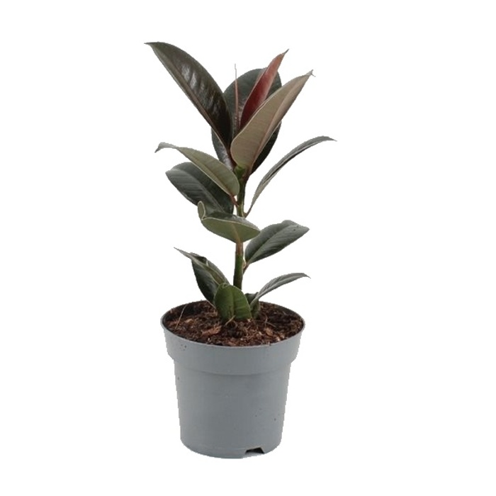 Okrasné pokojové rostliny - Fíkus 'Melany' květináč 12cm