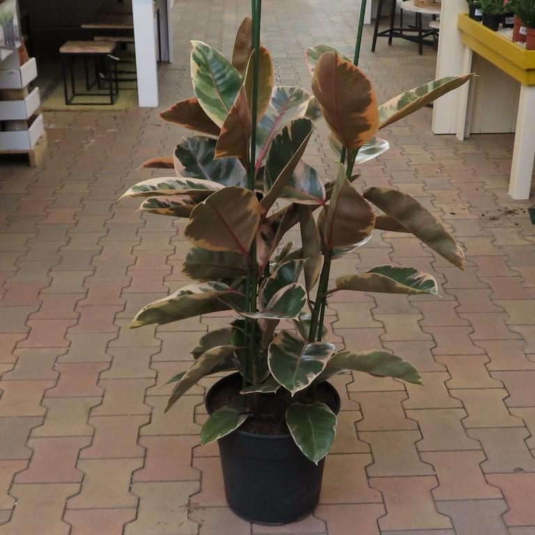 Okrasné pokojové rostliny - Fíkus pryžodárný květináč 30cm