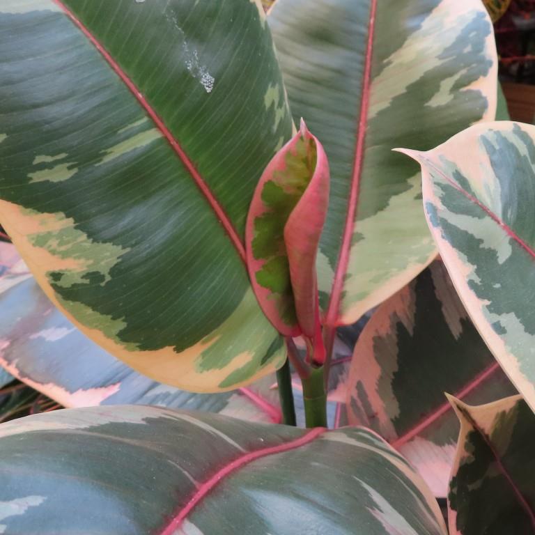 Fíkus pryžodárný květináč 30cm-0