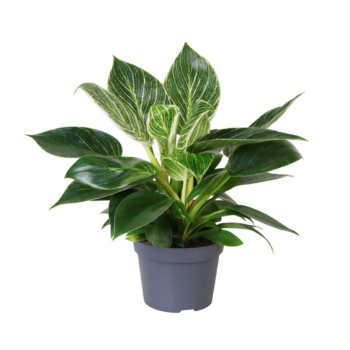 Okrasné pokojové rostliny - Filodendron Birkin květináč 12cm