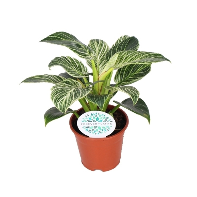 Okrasné pokojové rostliny - Filodendron Birkin květináč 14cm