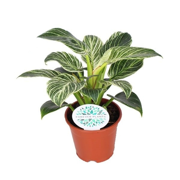 Okrasné pokojové rostliny - Filodendron 'Birkin' květináč 17cm