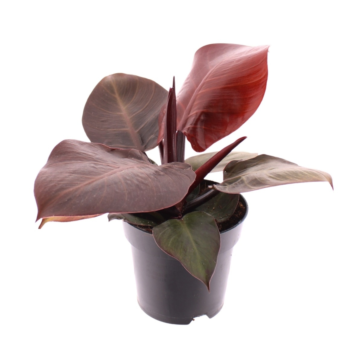 Okrasné pokojové rostliny - Filodendron Cherry Red květináč 11cm