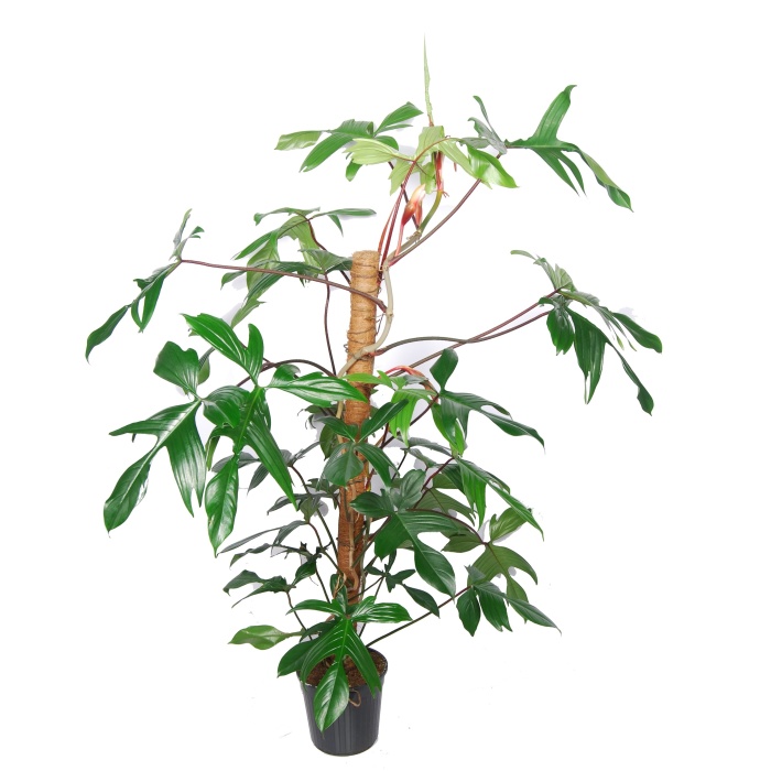 Okrasné pokojové rostliny - Filodendron 'Florida Green' květináč 17cm