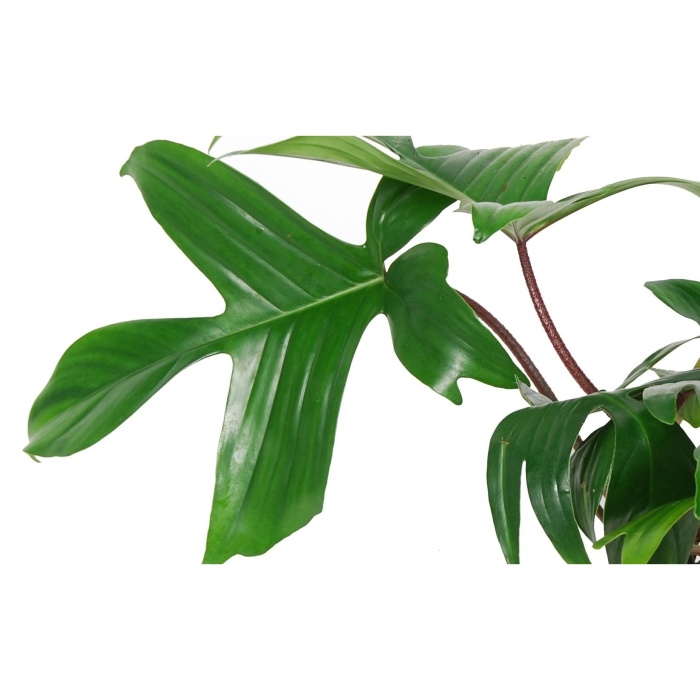 Filodendron 'Florida Green' květináč 17cm-0