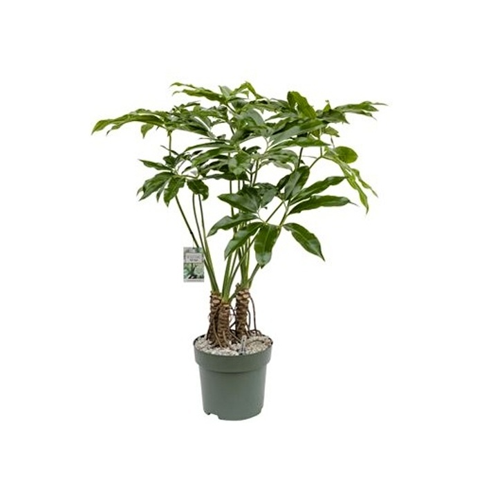 Ekologicky pěstované pokojové rostliny - Filodendron Fun Bun hydroponický květináč 30cm