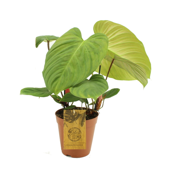 Okrasné pokojové rostliny - Filodendron 'Fuzzy Petiole' květináč 15cm