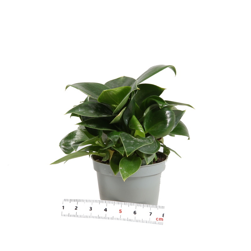 Okrasné pokojové rostliny - Filodendron 'Golden Princess' květináč 6cm