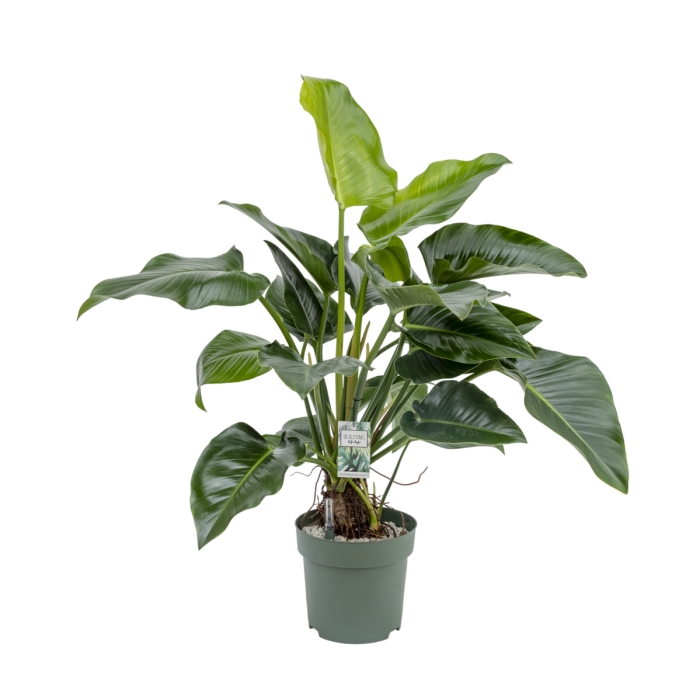 Okrasné pokojové rostliny - Filodendron Green Beauty hydroponický květináč 30cm