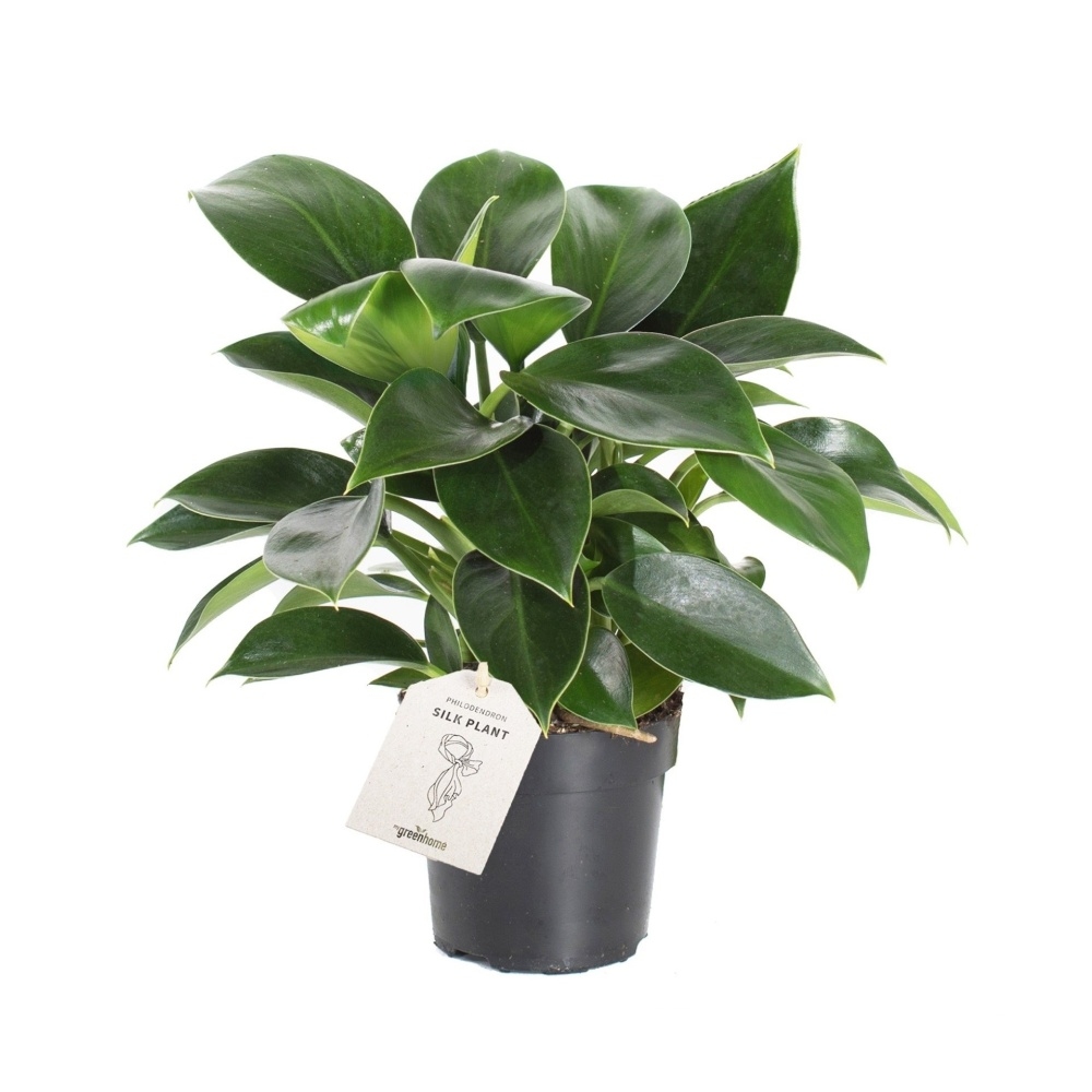 Okrasné pokojové rostliny - Filodendron Green Princess květináč 11cm