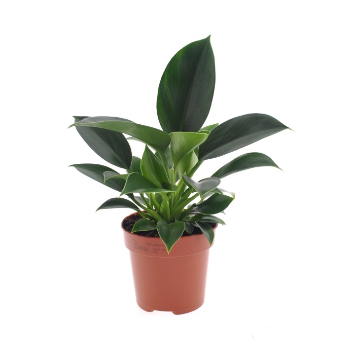 Okrasné pokojové rostliny - Filodendron 'Green Princess' květináč 12cm