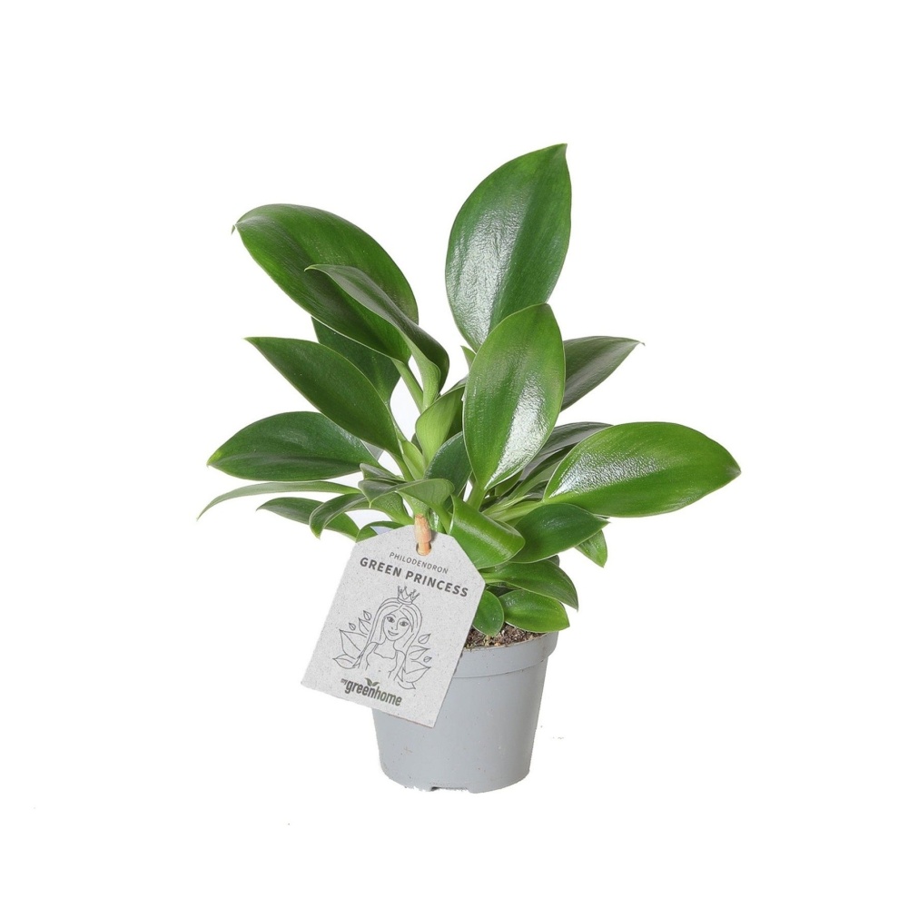 Okrasné pokojové rostliny - Filodendron Green Princess květináč 6cm