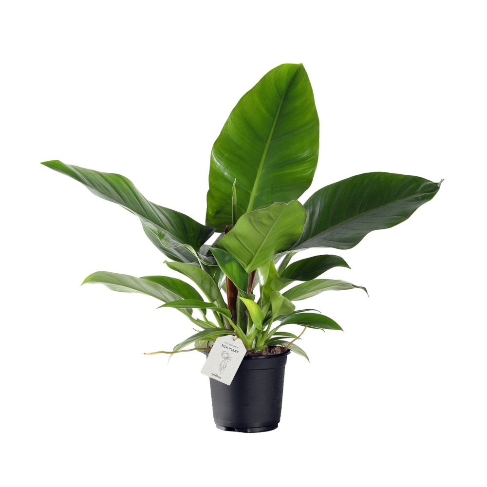Pokojové rostliny okrasné listem - Filodendron 'Imperial Green' květináč 17cm