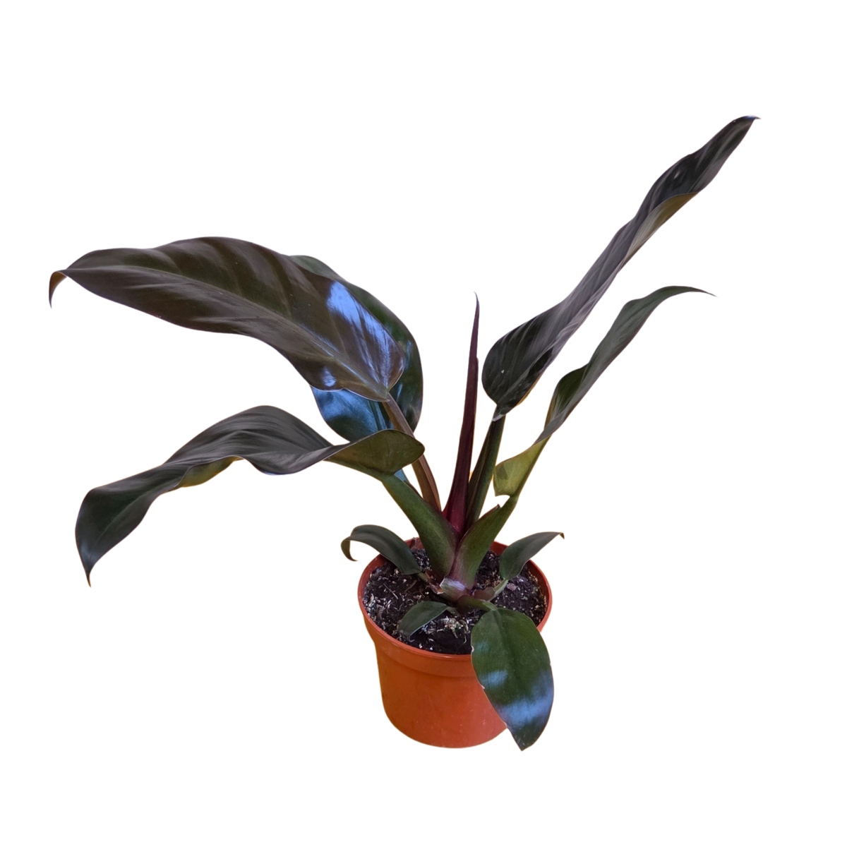 Okrasné pokojové rostliny - Filodendron Imperial Red květináč 12cm