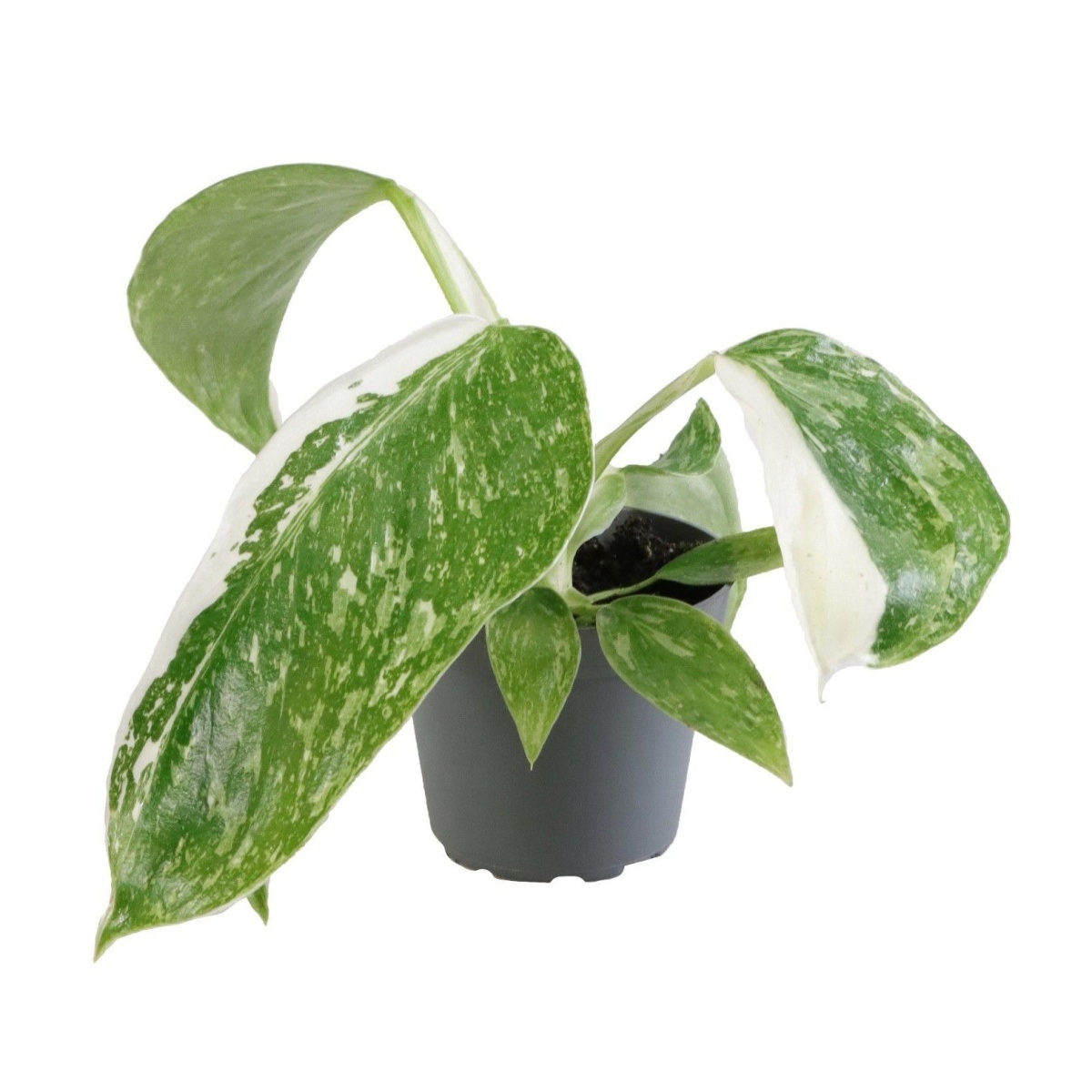 Okrasné pokojové rostliny - Filodendron Jose Buono květináč 6cm