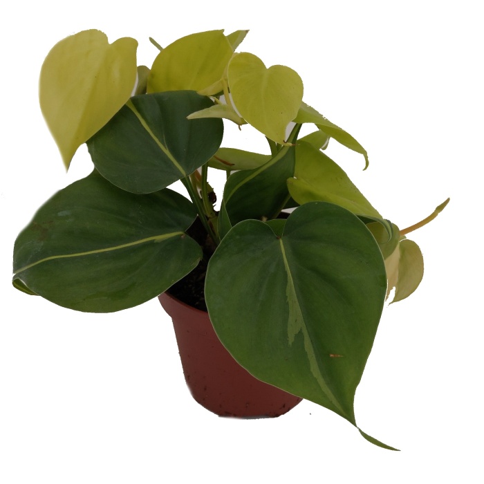 Okrasné pokojové rostliny - Filodendron květináč 11cm