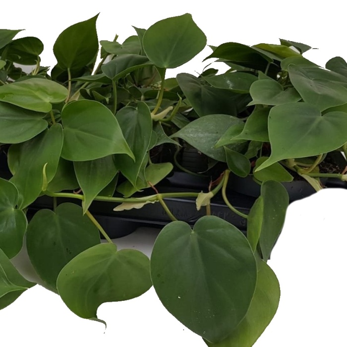 Filodendron květináč 11cm-0