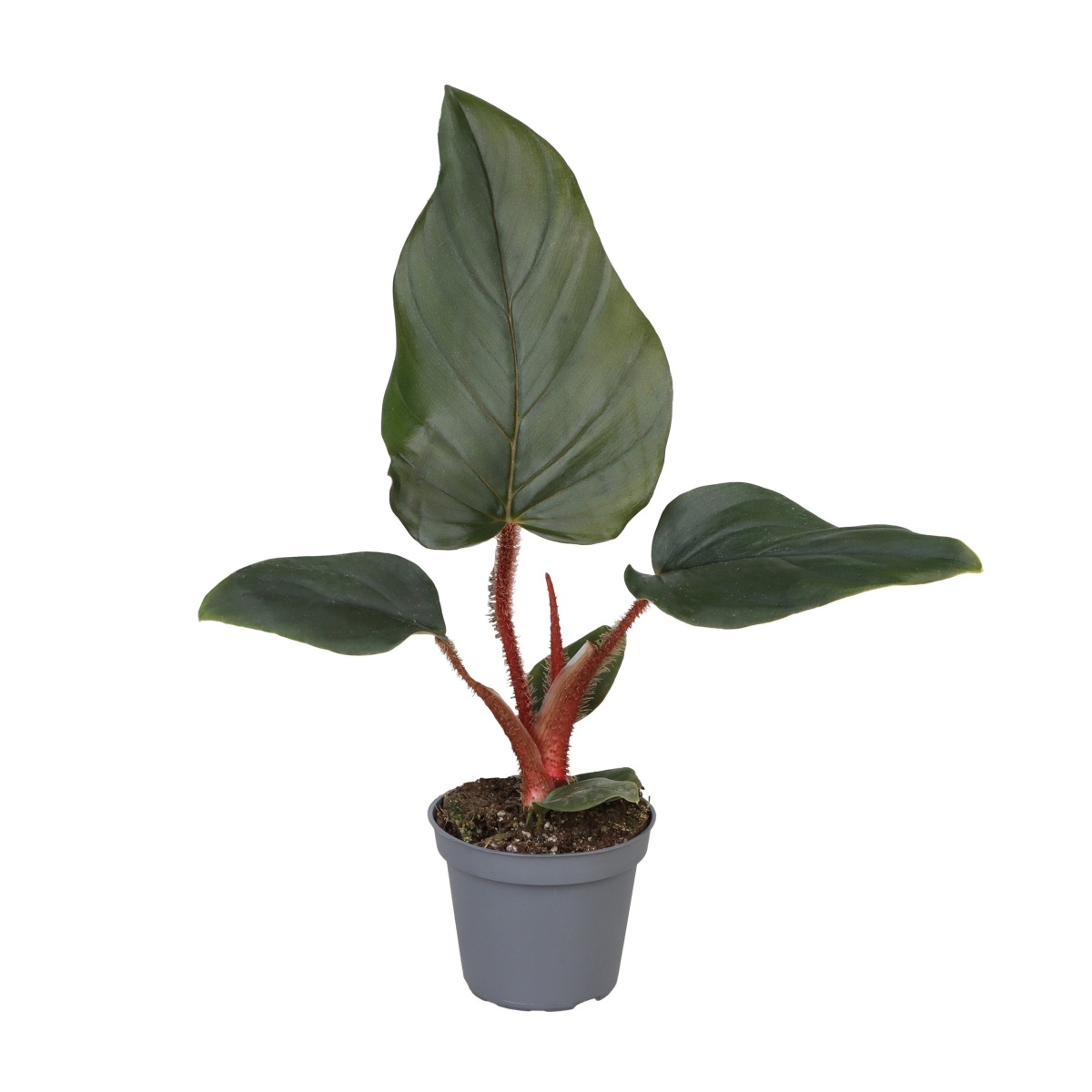 Okrasné pokojové rostliny - Filodendron květináč 12cm