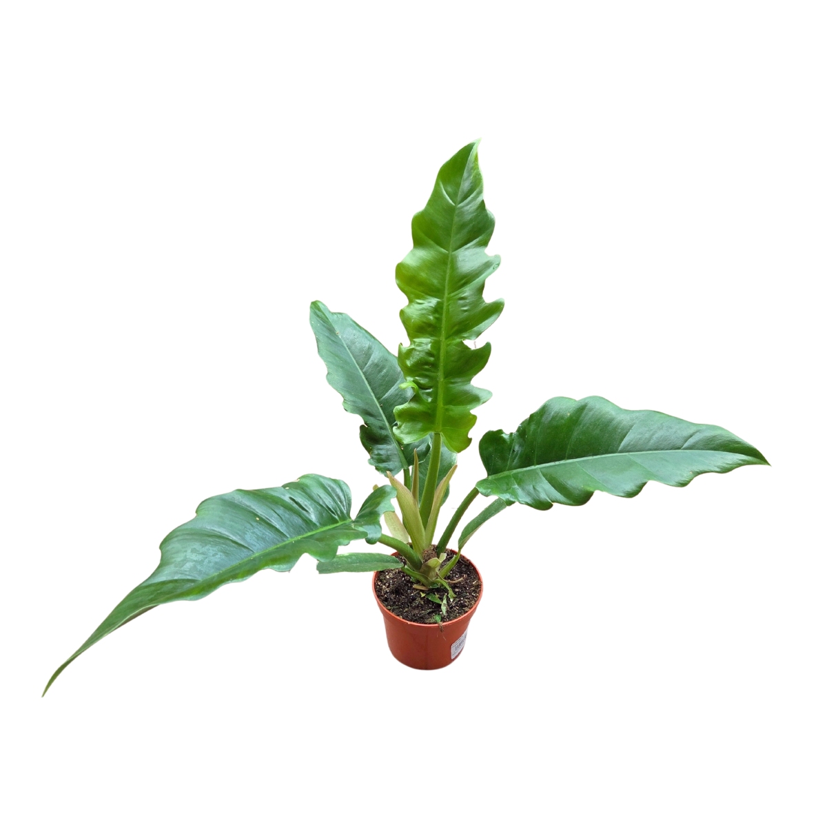 Okrasné pokojové rostliny - Filodendron květináč 12cm
