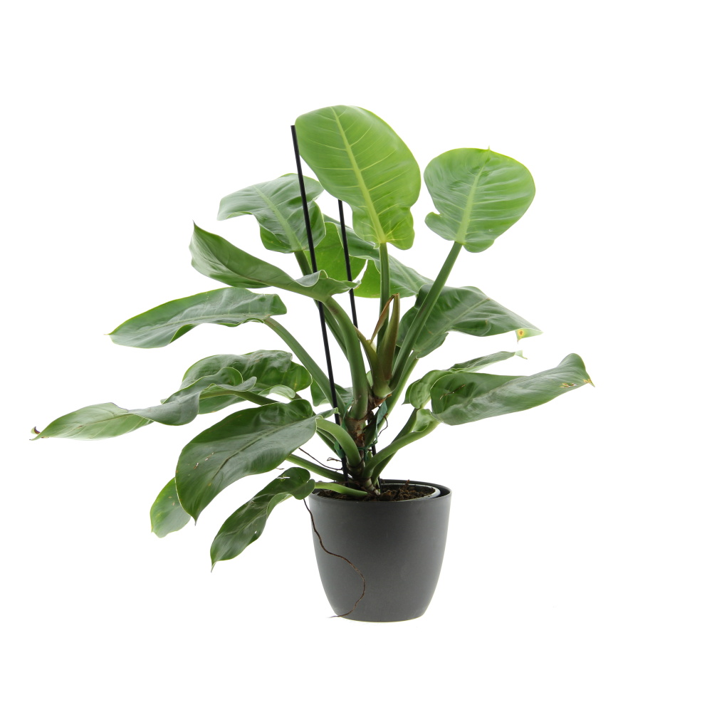 Okrasné pokojové rostliny - Filodendron květináč 17cm