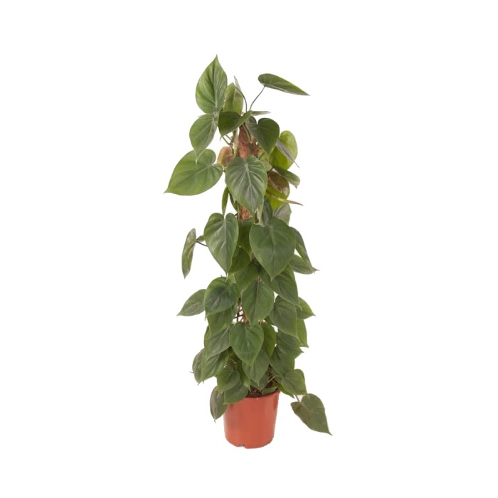Okrasné pokojové rostliny - Filodendron květináč 23cm