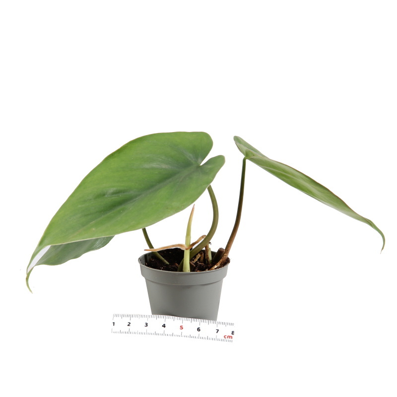 Okrasné pokojové rostliny - Filodendron květináč 6cm