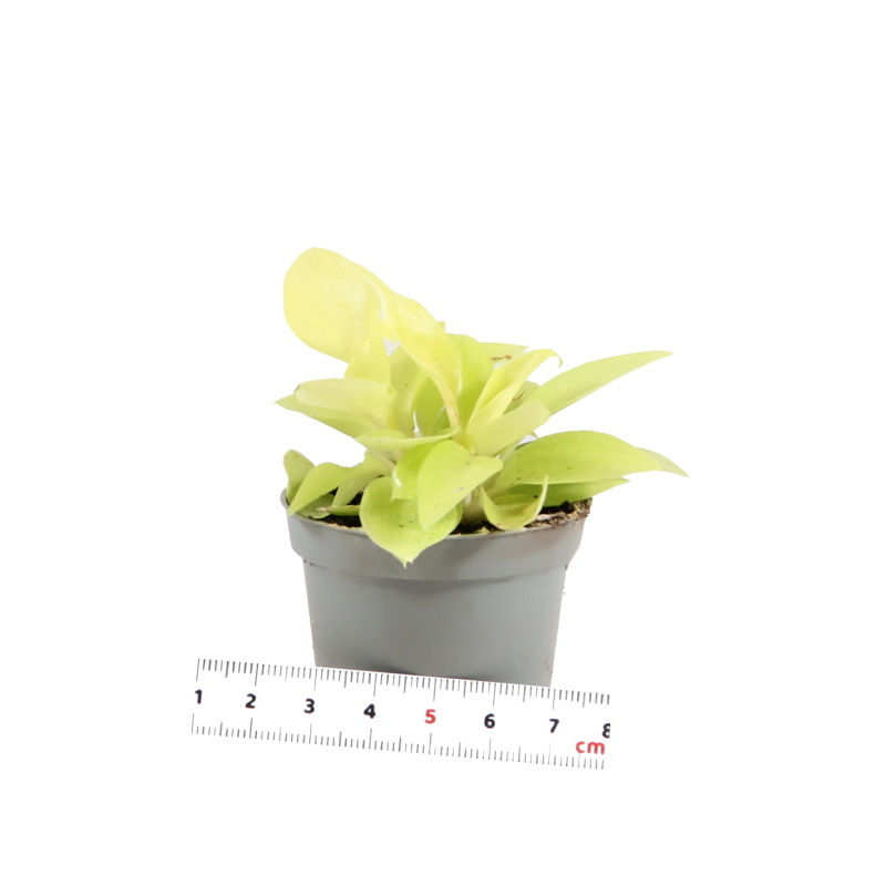 Okrasné pokojové rostliny - Filodendron 'Lemon Lime' květináč 6cm